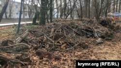 Остатки спиленных деревьев в Гагаринском парке