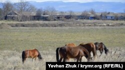Кони пасутся на лужайке
