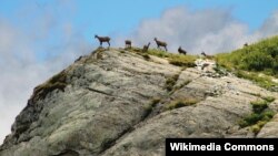 Стадо диких серн в Сочинском национальном парке (архивное фото)