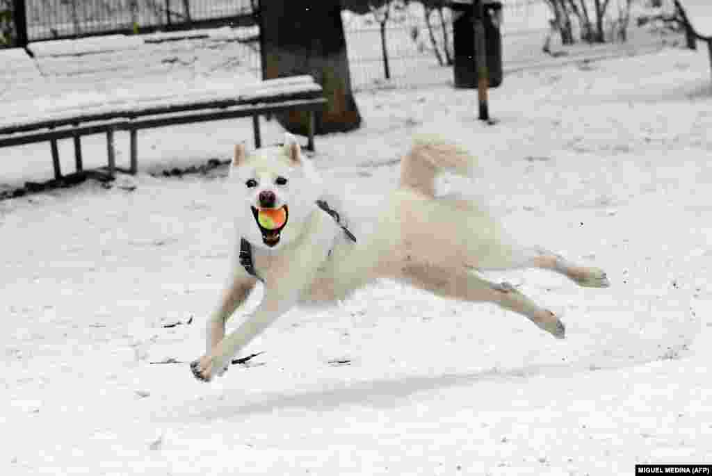 A dog catches a ball as he runs through snow at a park in Milan. (AFP/Miguel Medina)