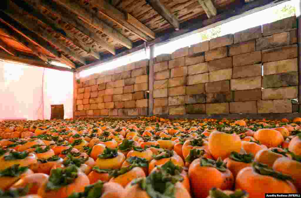 Noyabr ayında yığılan xurmalar payızlıq sortudur və yığılıb evlərdə saxlanılır ki yetişsin.