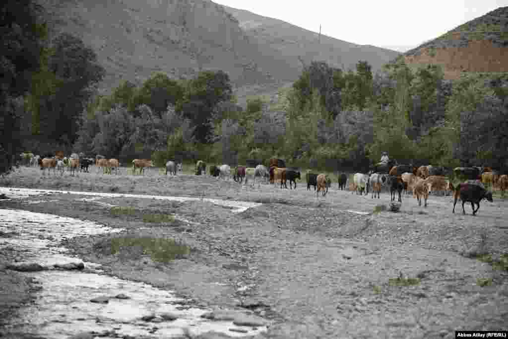 Mal-qara sürüsü otlaqlardan kəndə qayıdır.