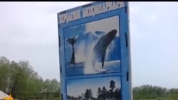 Шикори моҳӣ бо истифодаи нерӯи барқ