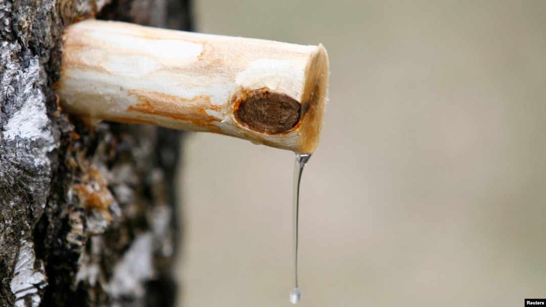 Birch sap, or birth water, is harvested from silver birch trees in the early spring.