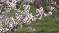 په سوات کې د پسرلي رنګونه