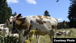 Чаще всего люди заражаются сибирской язвой при убое больного домашнего скота. 