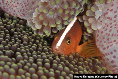 Ұзын кесілген порно