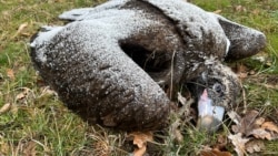 Bulgaria - Poisoned Vultures near Kotel