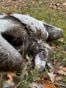 Bulgaria - Poisoned Vultures near Kotel