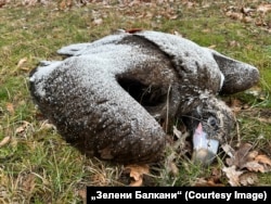 Отровен черен лешояд край село Тича, община Котел