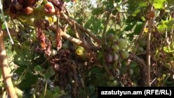 Կարկուտից վնասված խաղող, արխիվ