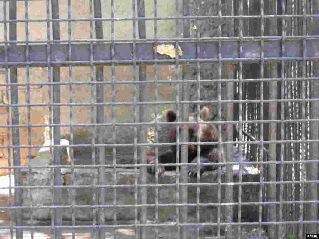 Zoopark "əhli" və yay istiləri #8