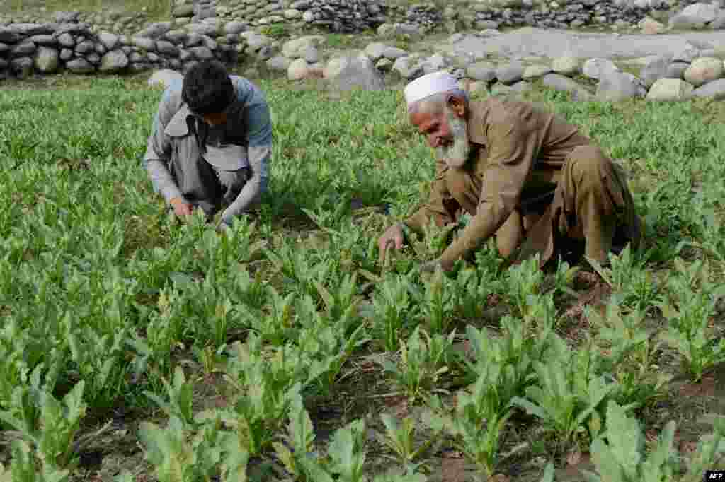 Nanqarhar vilayəti, 2016