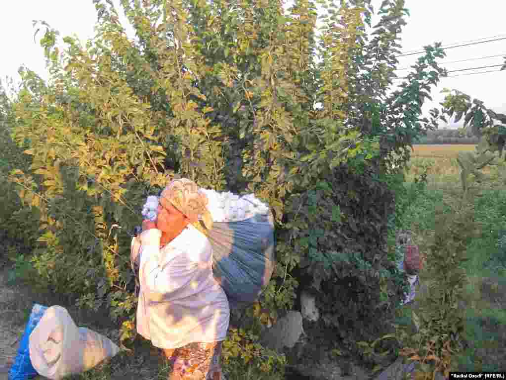 Tajikistan,Sughd region people picking cotton, 18.09.2013