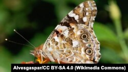 پروانه‌های رنگین‌بانو رایج‌ترین نوع پروانه‌ها هستند