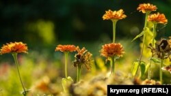 CRIMEA - summer garden flowers in the university botanical garden, Simferopol, Ukraine, 07Sep2021