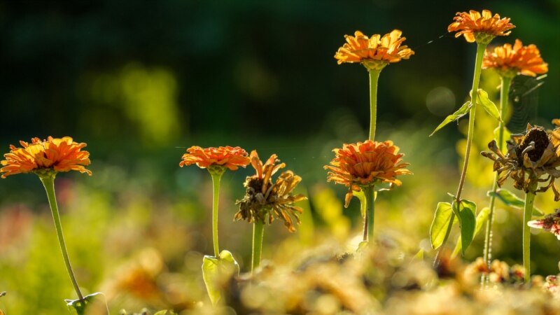 Увядание летних садовых цветов в университетском ботсаду в Симферополе | Крымское фото дня