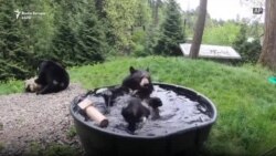 Ariu i zi nga Oregoni duke u zbavitur në vaskë