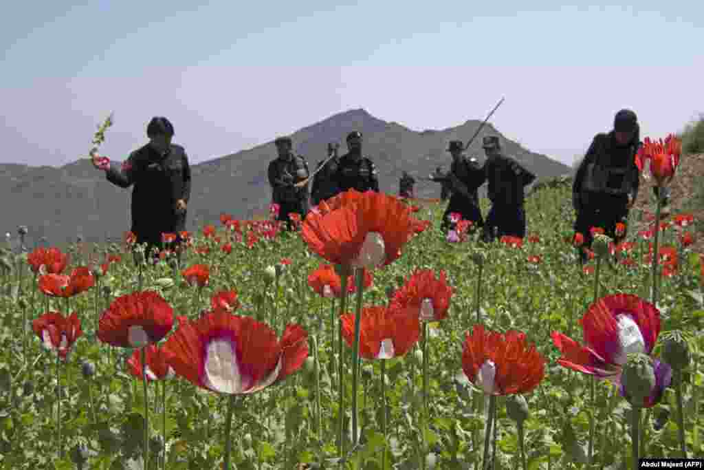 Pakistani police destroy an opium poppy crop about 100 kilometers from Peshawar. (AFP/Abdul Majeed)