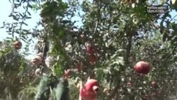 Hatlon türkmenleri nar hasylyny ýygýar
