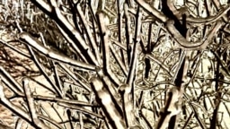 Вкриті льодом гілки дерев. Київ, Україна. 9 січня 2026 року