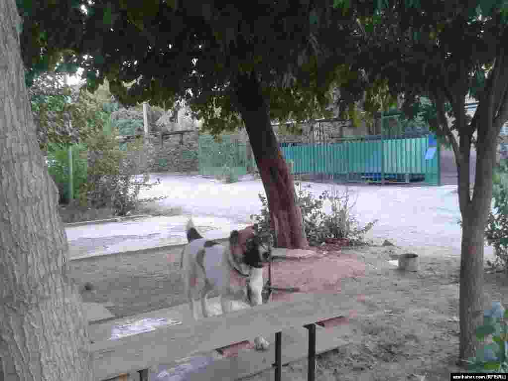 Aşgabatdaky seýilgähleriň birinde türkmen iti baglanyp goýlupdyr