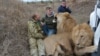 CRIMEA -- Oleg Zubkov and lions Chuk and Gek in the Crimean “savannah” of the Taigan Lion Park. Crimea, Ukraine, 2017