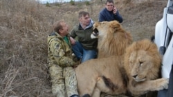CRIMEA -- Oleg Zubkov and lions Chuk and Gek in the Crimean “savannah” of the Taigan Lion Park. Crimea, Ukraine, 2017