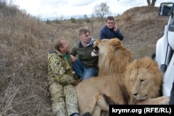 Олег Зубков і леви Чук та Гек у кримській «савані» парку левів «Тайган». Крим, Україна, 2017 рік