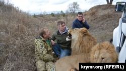 Олег Зубков і леви Чук та Гек у кримській «савані» парку левів «Тайган», архівне фото