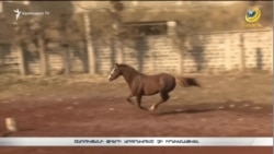 «Ձիու հետ կով լիներ, կո՞վն էլ պիտի տանեին». Ծառուկյանի փաստաբանները բողոքարկում են ձիերի առգրավման որոշումը