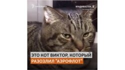 Кота не пустили в самолет на рейс до Владивостока, но он все равно смог улететь