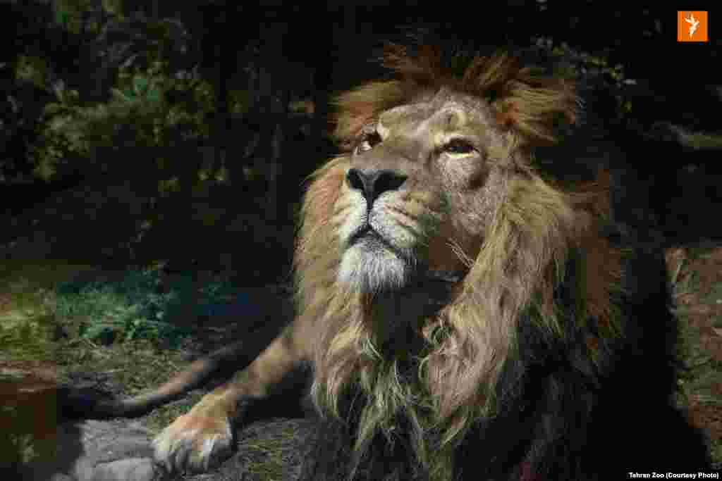 بسیاری از کاربران ایرانی با توجه به سابقه کشته&zwnj;شدن ۱۴ شیر در باغ&zwnj;وحش ارم درباره سلامت هیرمان ابراز نگرانی کرده&zwnj;اند. با این همه مسئولان نگهداری از این شیر محبوب می&zwnj;گویند جای نگرانی نیست و تمامی تمهیدات لازم برای زیست مناسب او در تهران مهیا است.