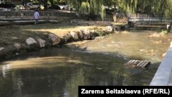 Цапля Сима на реке Салгир в Симферополе