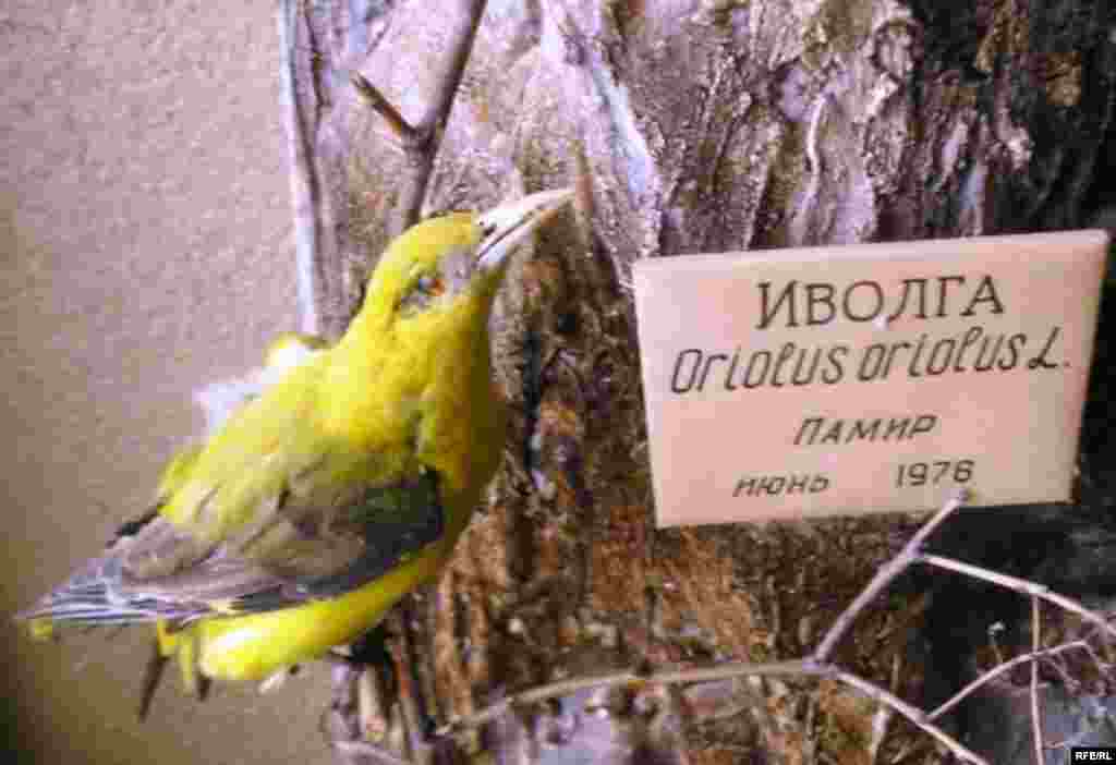 Рангҳои Помир #9