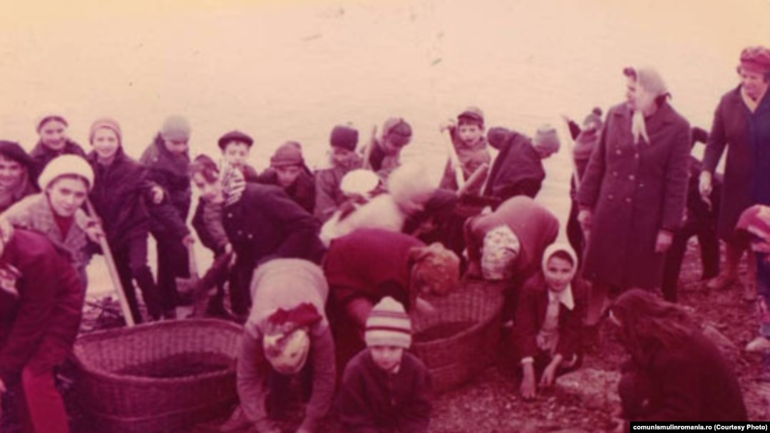 1982. Elevii Școlii 15 - București sunt duși, la începutul anului școlar, la muncile câmpului. Sursa: comunismulinromania.ro (MNIR)