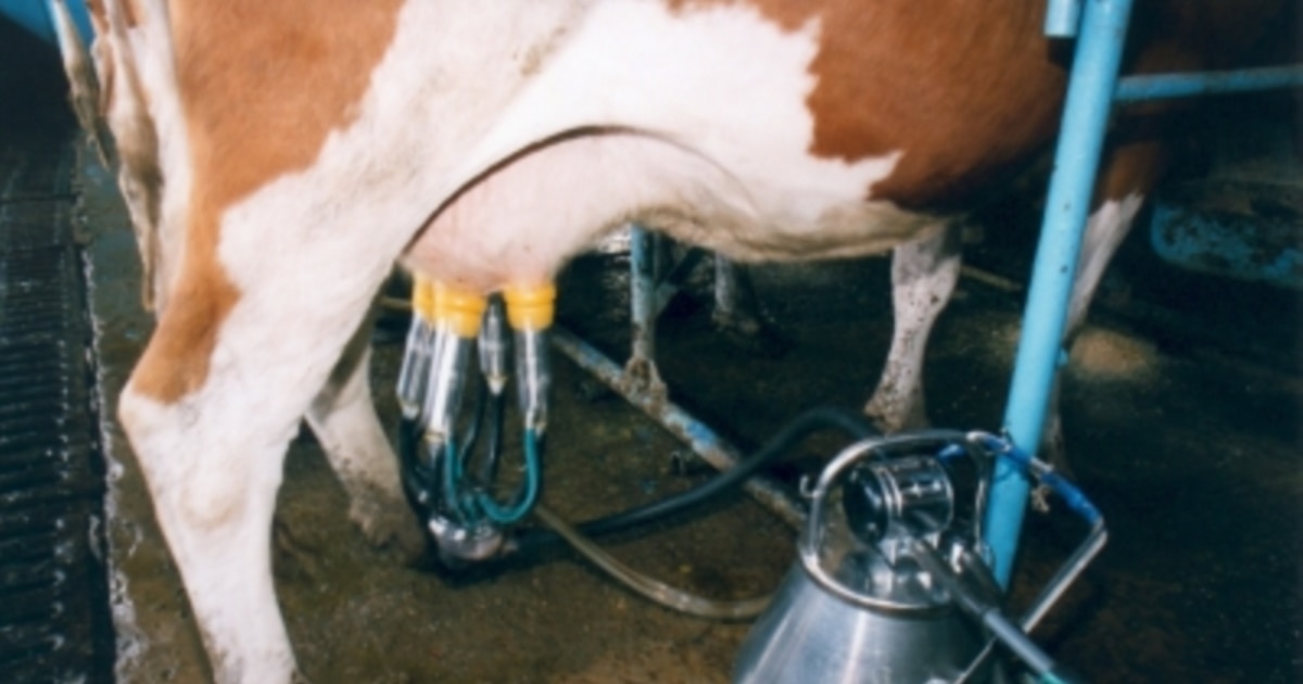 Жыныссыз ерлер мен әйелдердің жыныстық позициялары