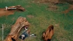 Жизнь – это путешествие. Философия цыгана Горана (видео)