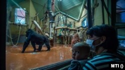 Látogatók egy gorillát néznek az emberszabású majmok házában, a Fővárosi Állat- és Növénykertben 2020. szeptember 25-én