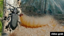 Кегетидеги кызыл карагайга түшкөн мурутчан деген курт.