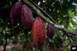 Tjetër fotografi e procesit të rritjes së kakaos.
