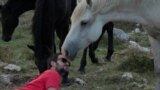 Wild horses, Livno Bosnia and Herzegovina