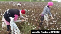 11 yaşlı İntizar pambıq yığmaqda anasına kömək edir.