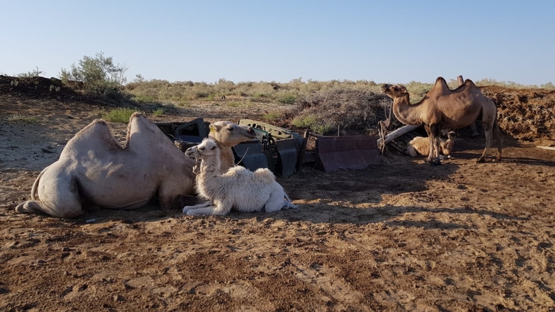 Қысқа шашты әйелдермен жыныстық қатынас