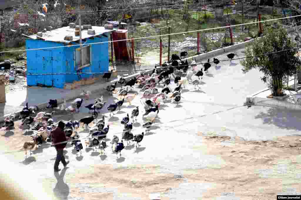 Bakı, hinduşka paradından:)) - Leyla g&ouml;ndərib.&nbsp;