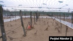 Almost 300,000 eggs had to be destroyed on this pheasant farm in Kecel. The owner has been selling eggs and birds abroad for years.