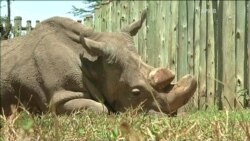 Помер останній самець північного білого носорога (відео)