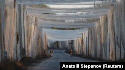 Українські військові на дорозі, вкритій антидроновою сіткою, Костянтинівка, листопад 2025 року