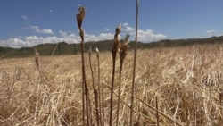 Հերթական կարկտահարությունը Շիրակի մարզում այս անգամ Անիի 6 գյուղի է վնաս հասցրել