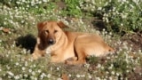 Potrivit estimărilor, în R. Moldova ar exista circa 8000 de animale fără stăpân.